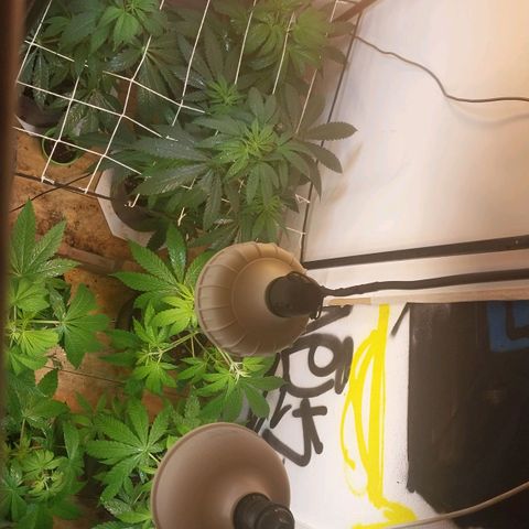 dosidos  #1 growlog timeline photo