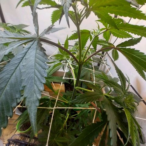Desfran  growlog timeline photo