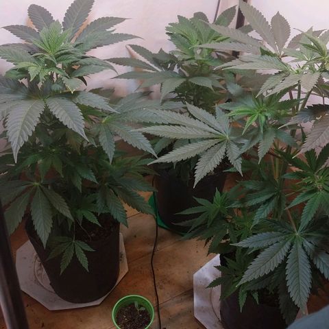 dosidos  #1 growlog timeline photo