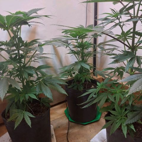 dosidos  #1 growlog timeline photo