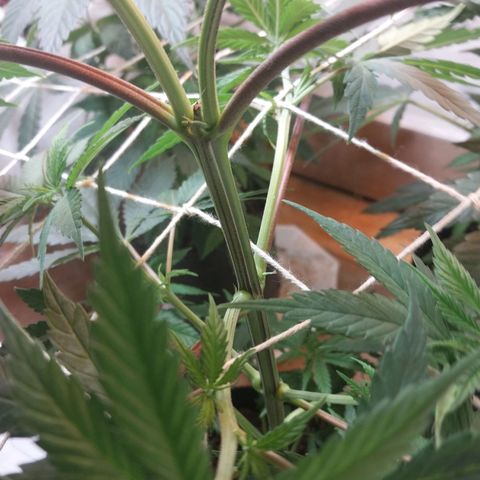Desfran  growlog timeline photo