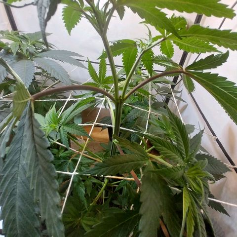 Desfran  growlog timeline photo