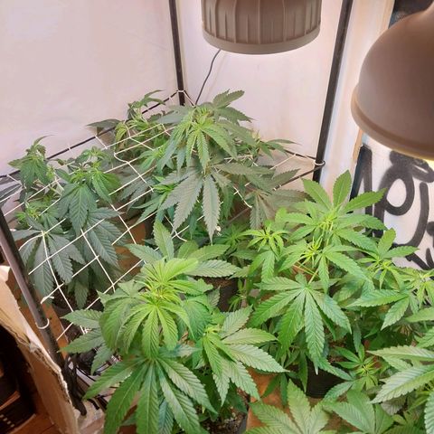 dosidos  #1 growlog timeline photo