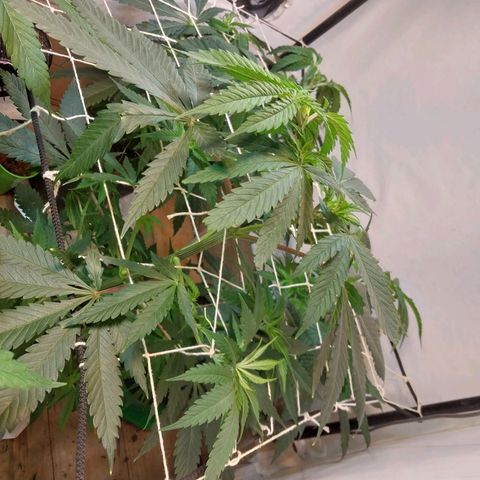 dosidos  #1 growlog timeline photo