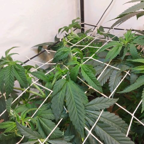 dosidos  #1 growlog timeline photo