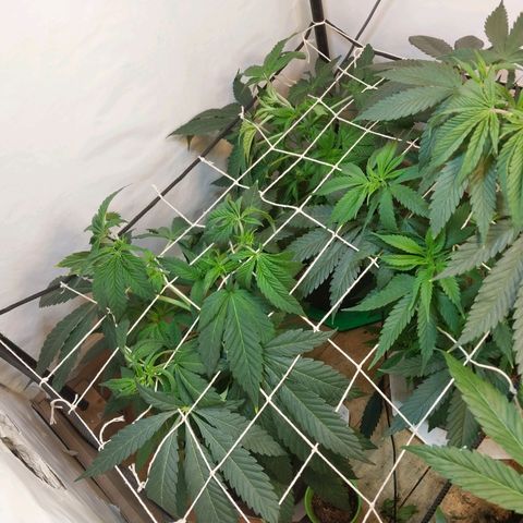 dosidos  #1 growlog timeline photo