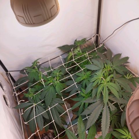 dosidos  #1 growlog timeline photo