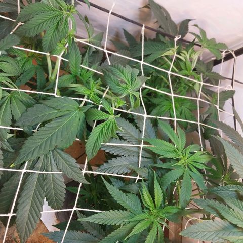 dosidos  #1 growlog timeline photo