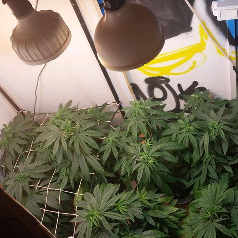 dosidos  #1 growlog timeline photo