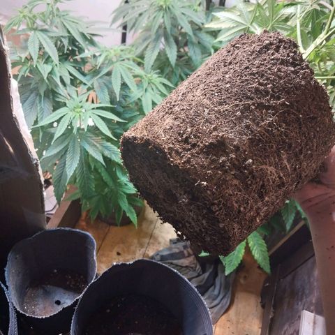 dosidos  #1 growlog timeline photo