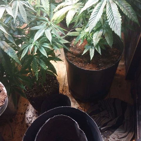 dosidos  #1 growlog timeline photo