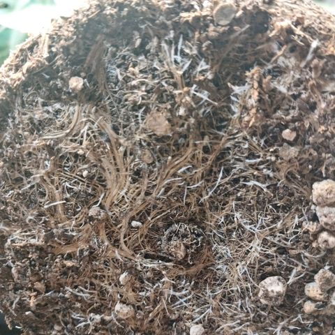 dosidos  #1 growlog timeline photo