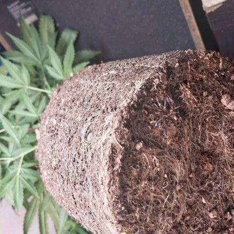 dosidos  #1 growlog timeline photo