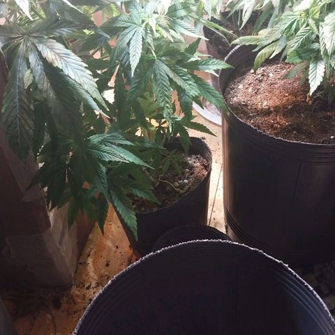 dosidos  #1 growlog timeline photo