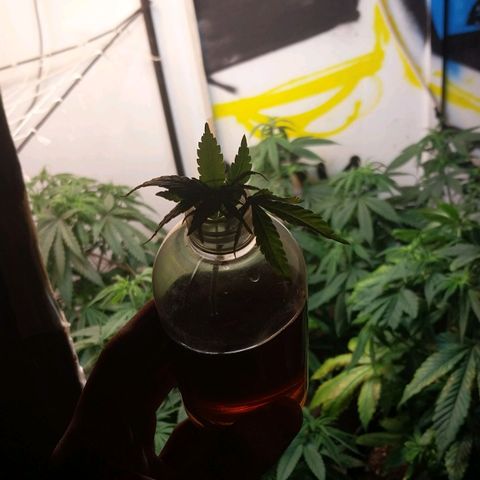 dosidos  #1 growlog timeline photo