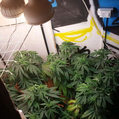 dosidos  #1 growlog timeline photo
