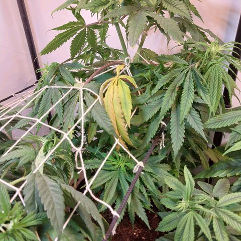 dosidos  #1 growlog timeline photo