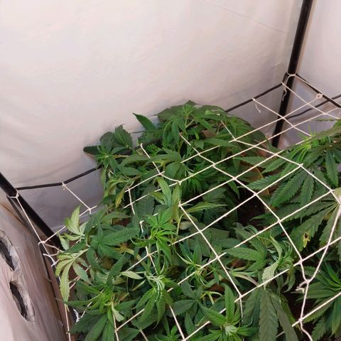 dosidos  #1 growlog timeline photo