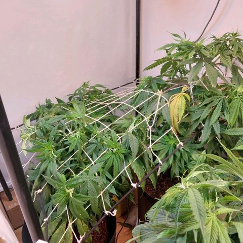 dosidos  #1 growlog timeline photo