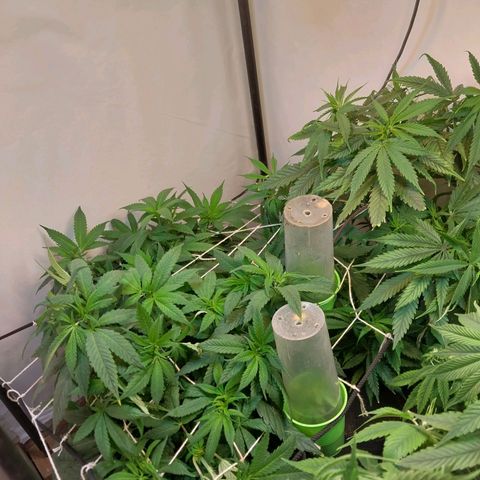 dosidos  #1 growlog timeline photo