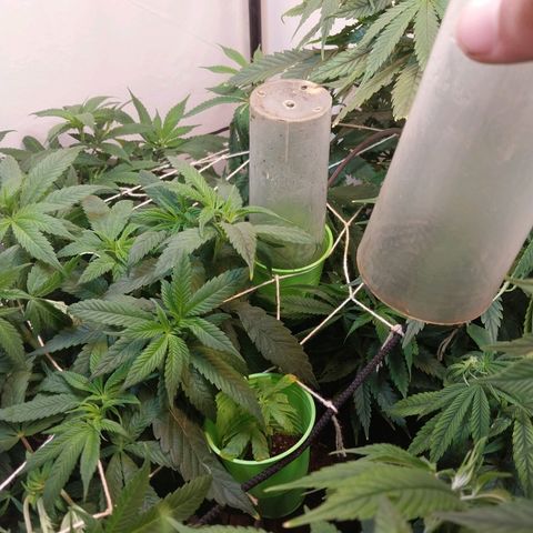 dosidos  #1 growlog timeline photo