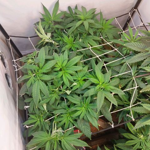 dosidos  #1 growlog timeline photo