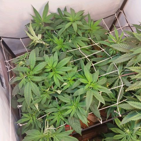 dosidos  #1 growlog timeline photo