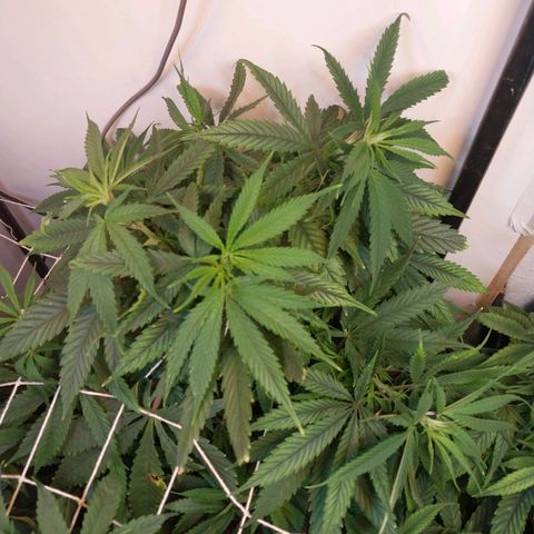dosidos  #1 growlog timeline photo