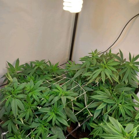 dosidos  #1 growlog timeline photo