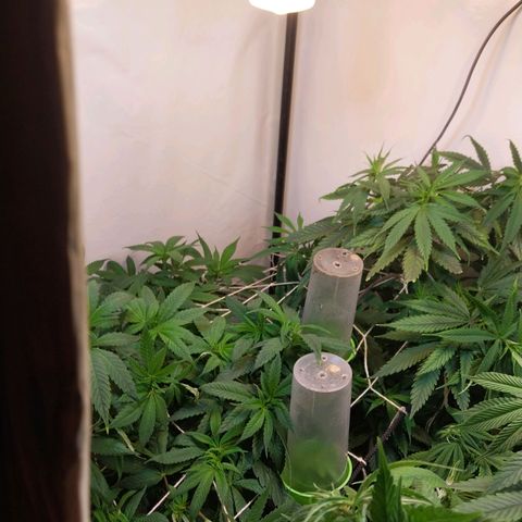 dosidos  #1 growlog timeline photo