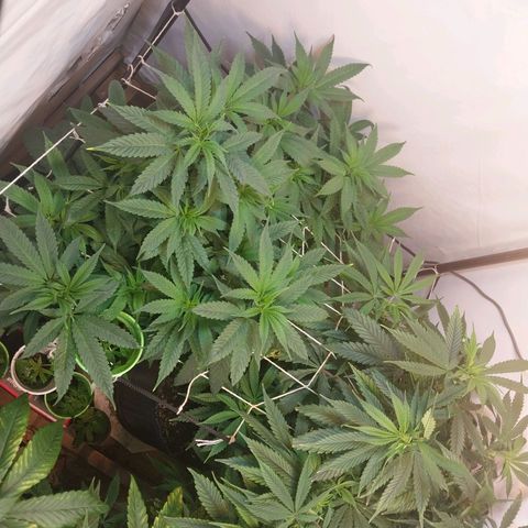 dosidos  #1 growlog timeline photo