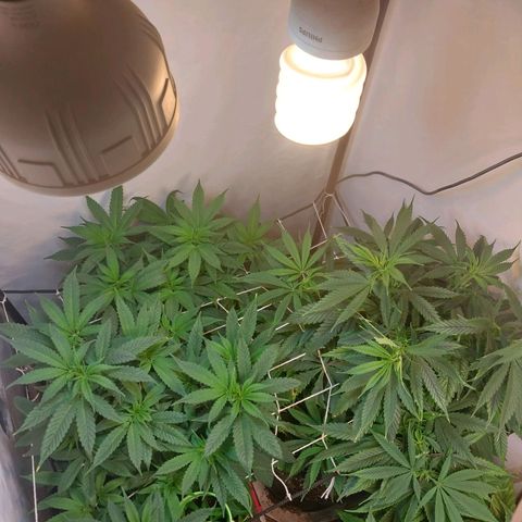 dosidos  #1 growlog timeline photo