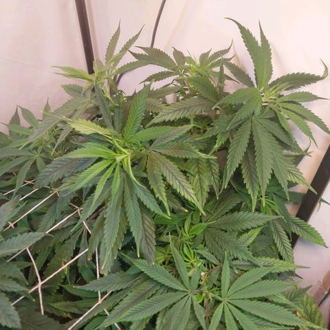 dosidos  #1 growlog timeline photo