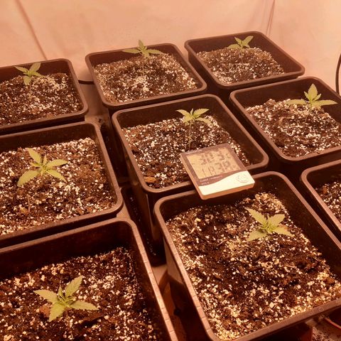 Critical Purple growlog timeline photo