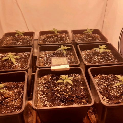 Critical Purple growlog timeline photo