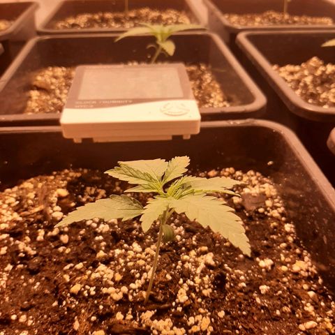 Critical Purple growlog timeline photo