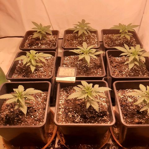 Critical Purple growlog timeline photo