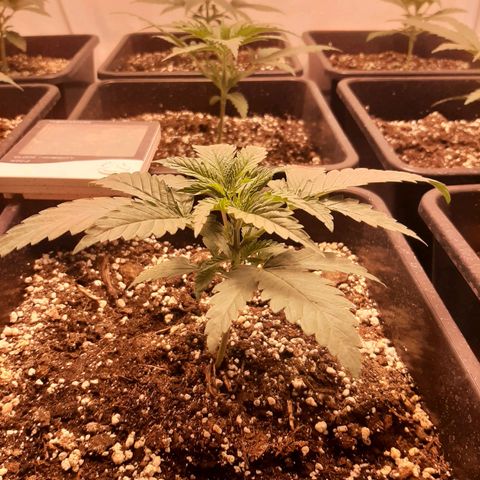 Critical Purple growlog timeline photo