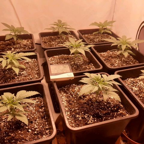 Critical Purple growlog timeline photo
