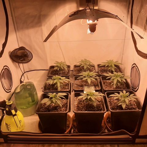Critical Purple growlog timeline photo