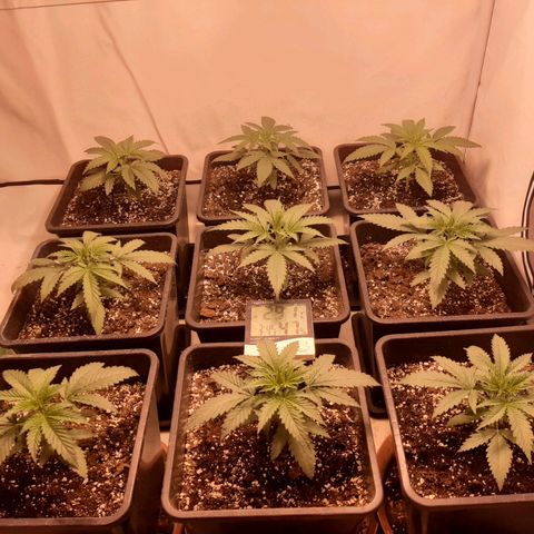 Critical Purple growlog timeline photo