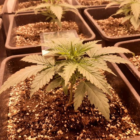 Critical Purple growlog timeline photo