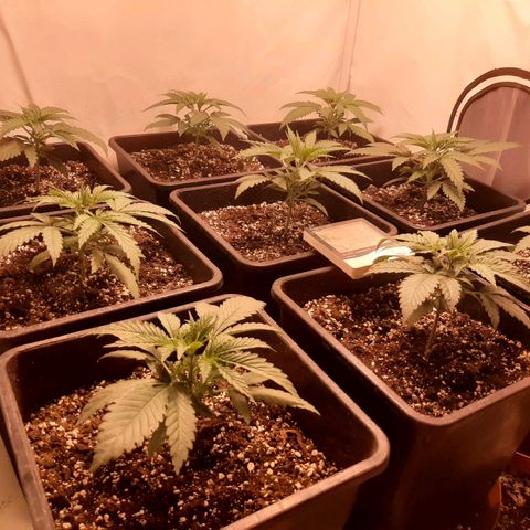 Critical Purple growlog timeline photo