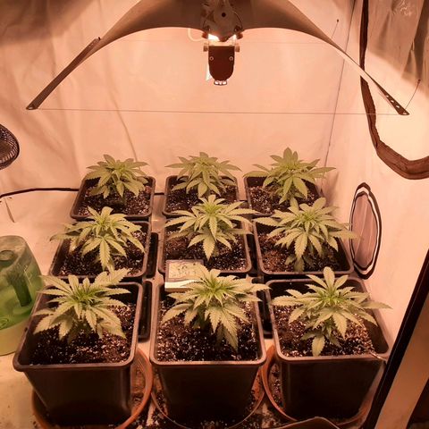 Critical Purple growlog timeline photo