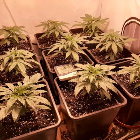 Critical Purple growlog timeline photo