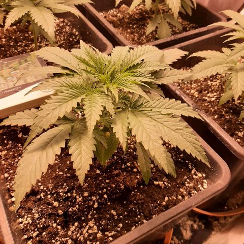 Critical Purple growlog timeline photo