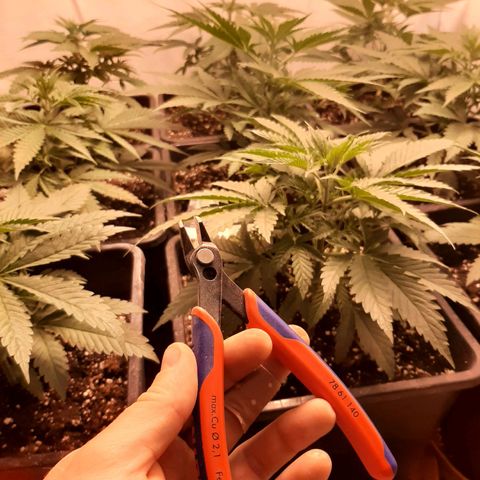 Critical Purple growlog timeline photo