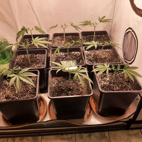 Critical Purple growlog photo: Trim 1# Main-lining process