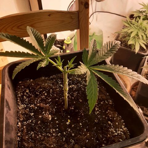 Critical Purple growlog photo: Trim 1# Main-lining process