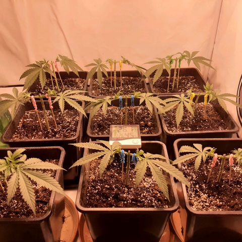 Critical Purple growlog timeline photo